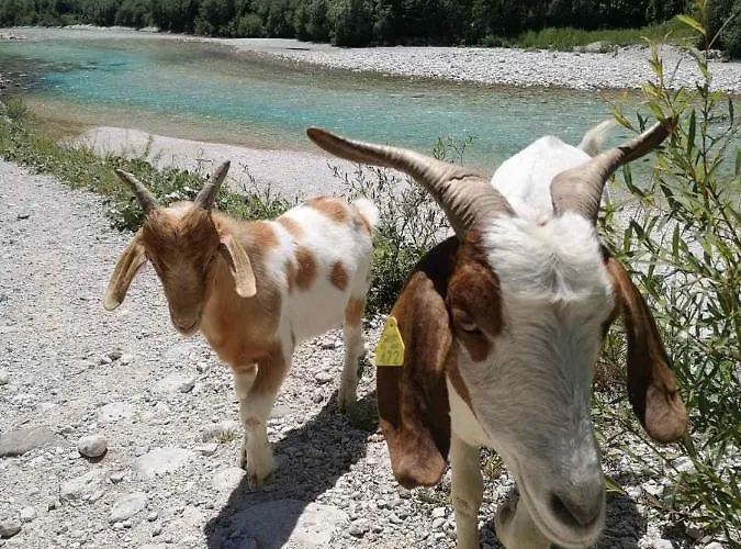 Apartma Kaan דירה